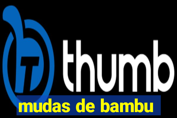 mudas de bambu